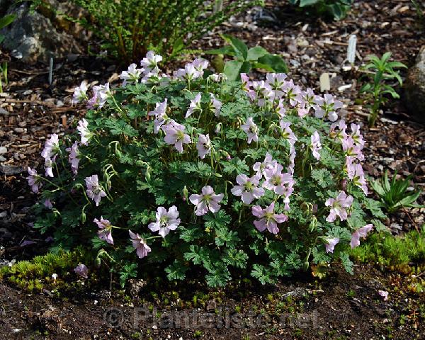Geranium farreri - Click for next image