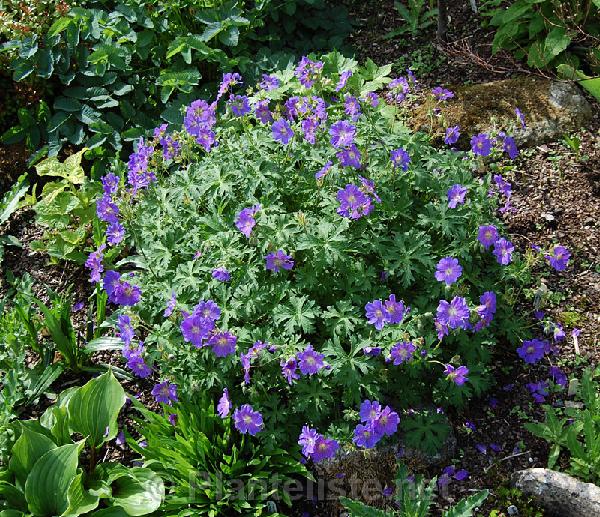 Geranium gymnocaulon - Click for next image