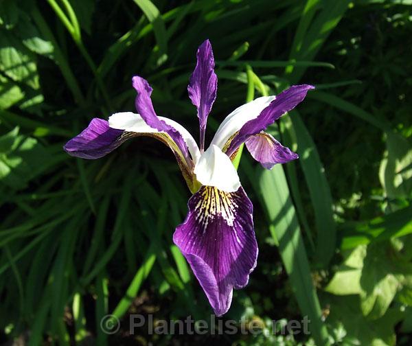 Iris 'Blue Butterflies' - Click for next image