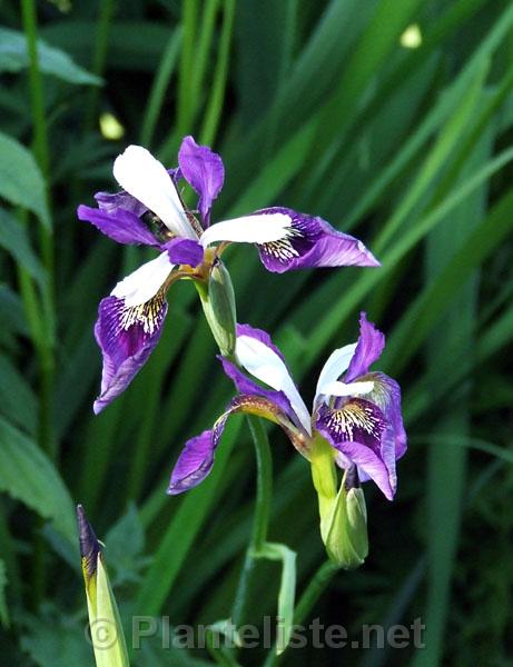 Iris 'Blue Butterflies' - Click for next image