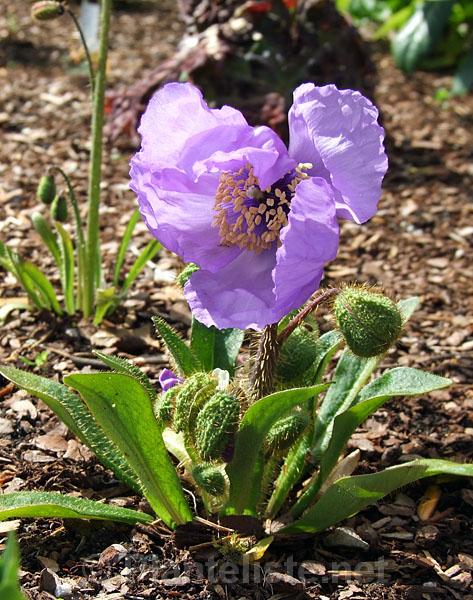 Meconopsis lancifolia - Click for next image