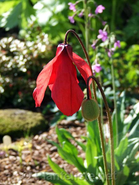 Meconopsis punicea - Click for next image