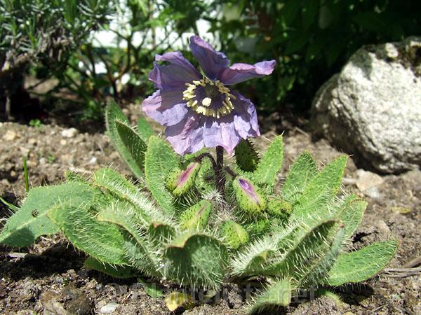 Meconopsis rudis - Click for next image