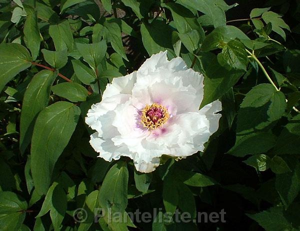 Paeonia ostii - Click for next image
