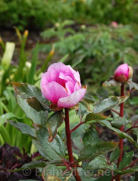 Paeonia russoi - Click for next image