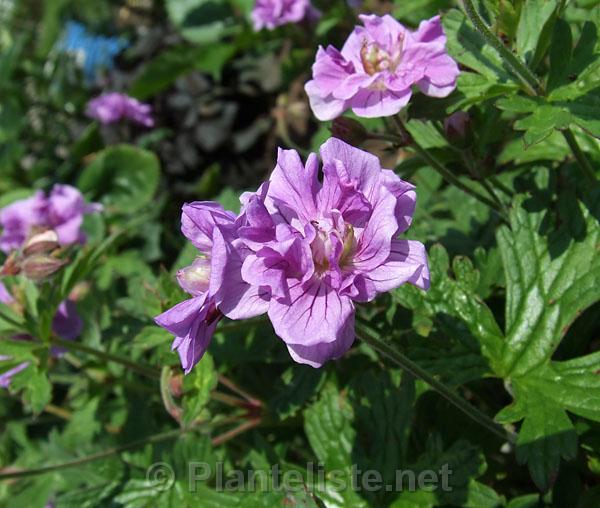 Geranium himalayense 'Plenum' - Click for next image