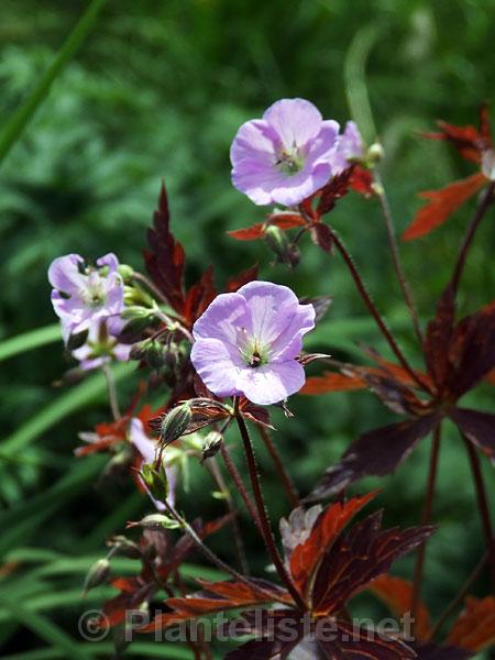 Geranium maculatum 'Elizabeth Ann' - Click for next image