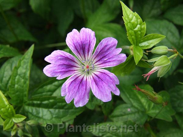 Geranium nodosum 'Whiteleaf' - Click for next image