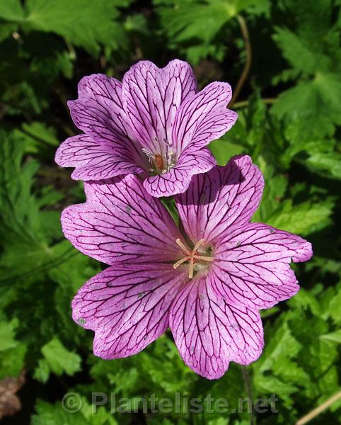Geranium x oxonianum 'Claridge Druce' - Click for next image