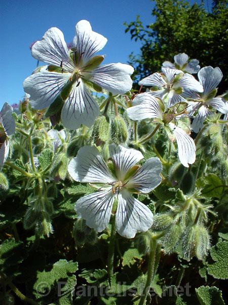 Geranium renardii - Click for next image