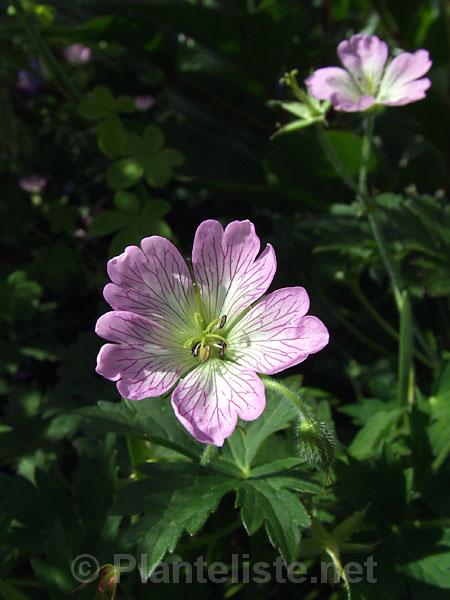 Geranium shikokianum - Click for next image