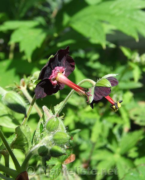 Geranium sinense - Click for next image