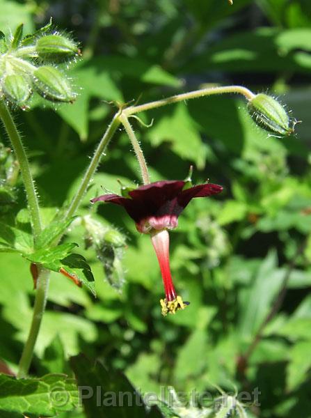 Geranium sinense - Click for next image