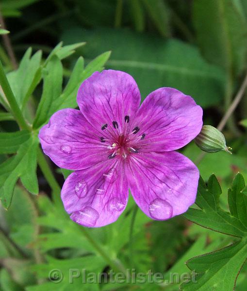 Geranium soboliferum - Click for next image
