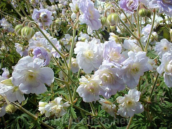 Geranium 'Summer Skies' - Click for next image