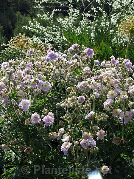 Geranium 'Summer Skies' - Click for next image
