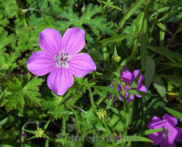 Geranium swatense - Click for next image
