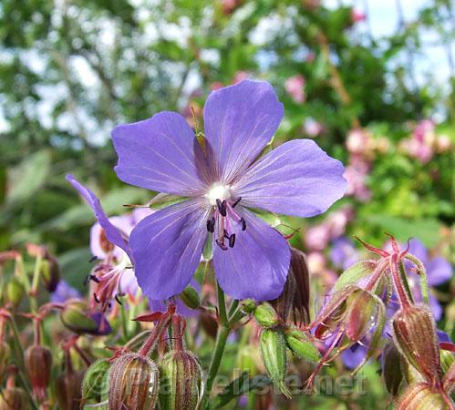 Geranium transbaicalicum - Click for next image