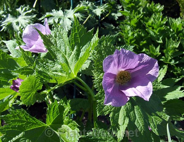 Glaucidium palmatum - Click for next image