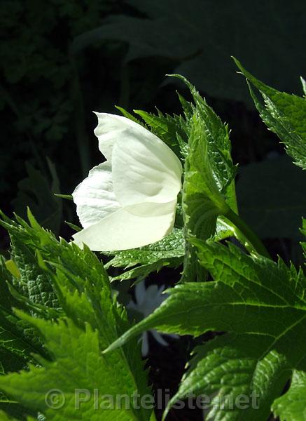 Glaucidium palmatum var. leucanthum - Click for next image