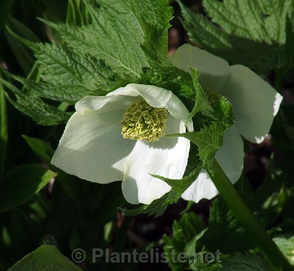 Glaucidium palmatum var. leucanthum - Click for next image