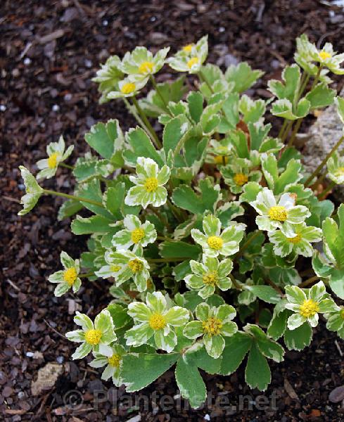Hacquetia epipactis 'Thor' - Click for next image