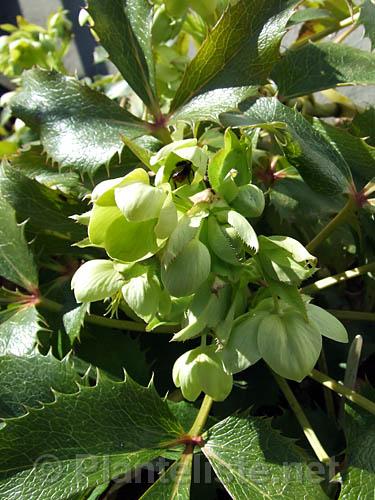 Helleborus argutifolius - Click for next image