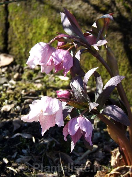 Helleborus thibetanus - Click for next image