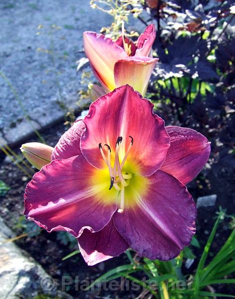 Hemerocallis cv. - Click for next image