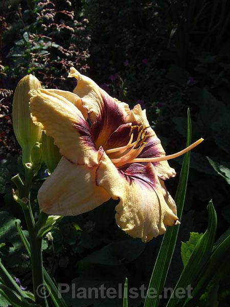Hemerocallis 'Alaqua' - Click for next image