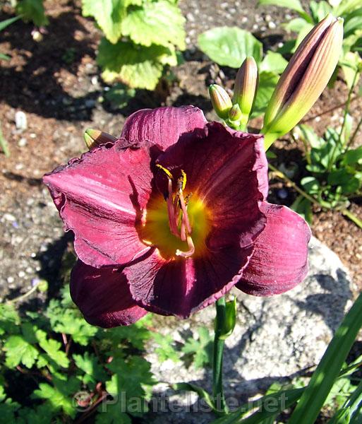 Hemerocallis 'Bela Lugosi' - Click for next image