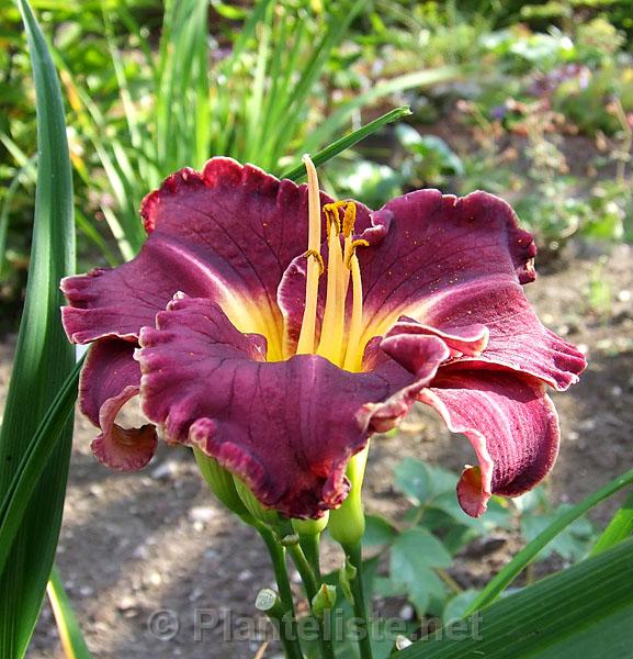Hemerocallis 'Her Majesty's Wizard' - Click for next image