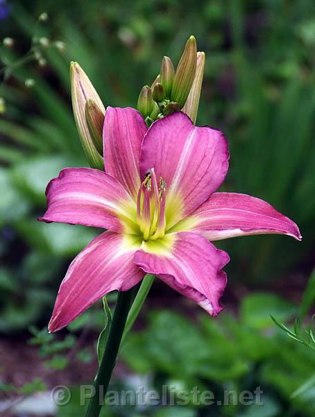 Hemerocallis 'Whimsical' - Click for next image