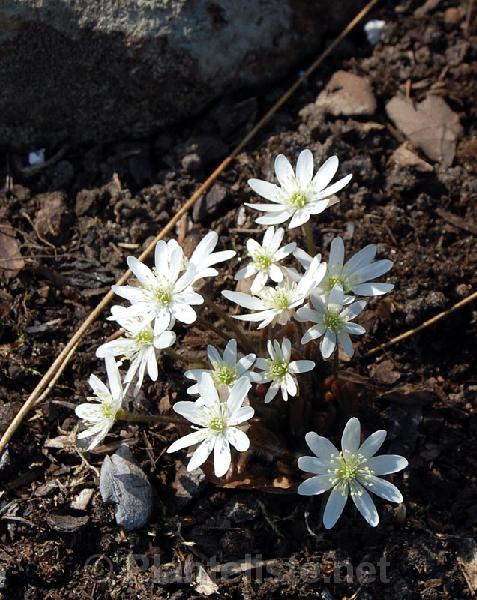 Hepatica asiatica ssp. asiatica - Click for next image