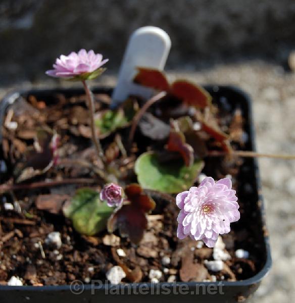 Hepatica henryi 'Rosea Plena' - Click for next image