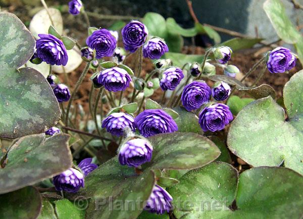 Hepatica nobilis 'Kyrvinberg' - Click for next image