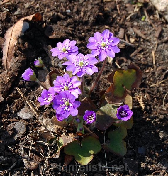 Hepatica nobilis - Click for next image