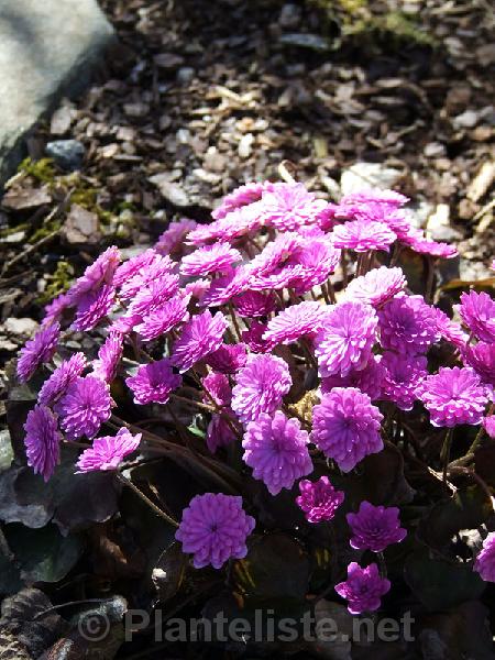 Hepatica nobilis 'Rubra Plena' - Click for next image