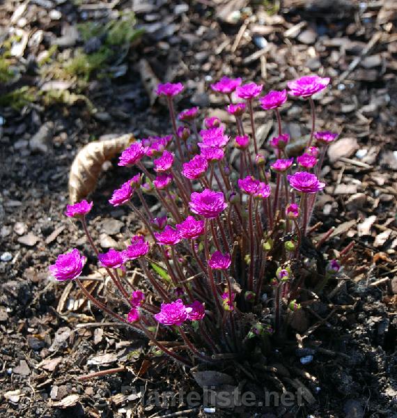 Hepatica nobilis 'Rubra Plena' - Click for next image