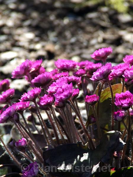 Hepatica nobilis 'Rubra Plena' - Click for next image