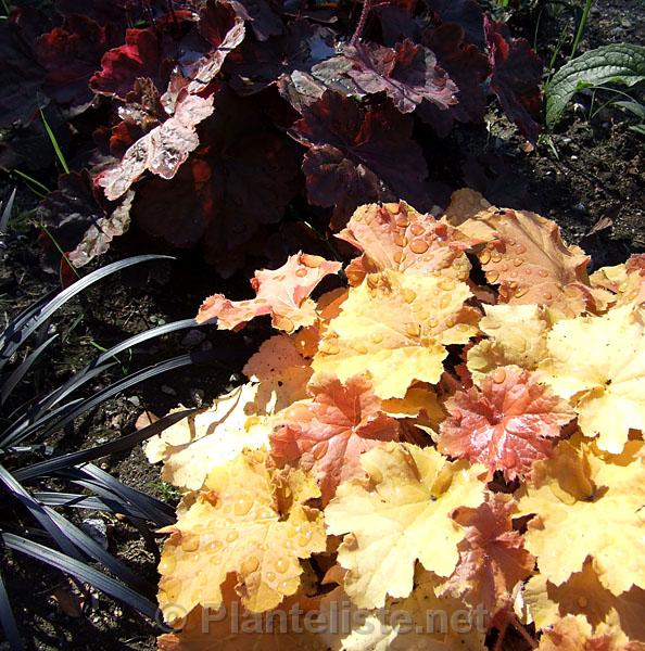Heuchera 'Caramel' - Click for next image
