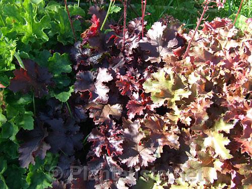 Heuchera 'Crispy Curly' - Click for next image