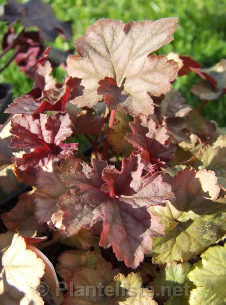 Heuchera 'Encore' - Click for next image