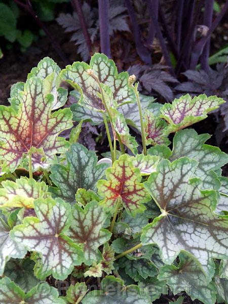 Heuchera 'Magic Color' - Click for next image
