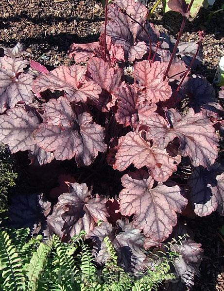 Heuchera 'Neptune' - Click for next image