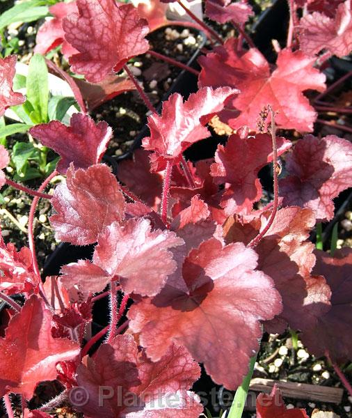 Heuchera 'Peach Flambee' - Click for next image
