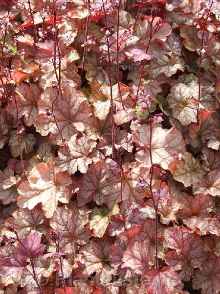 Heuchera 'Pinot Gris' - Click for next image