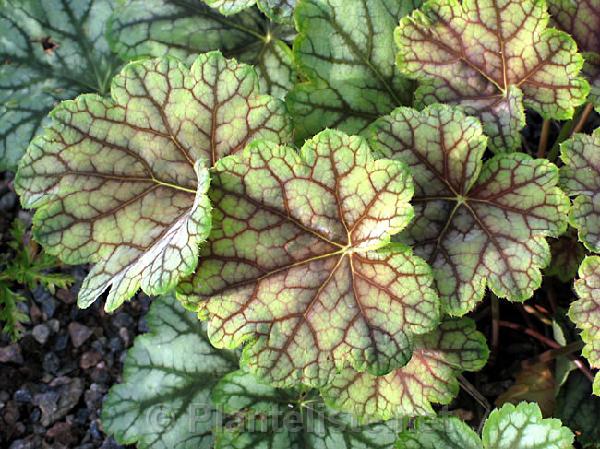 Heuchera 'Venus' - Click for next image