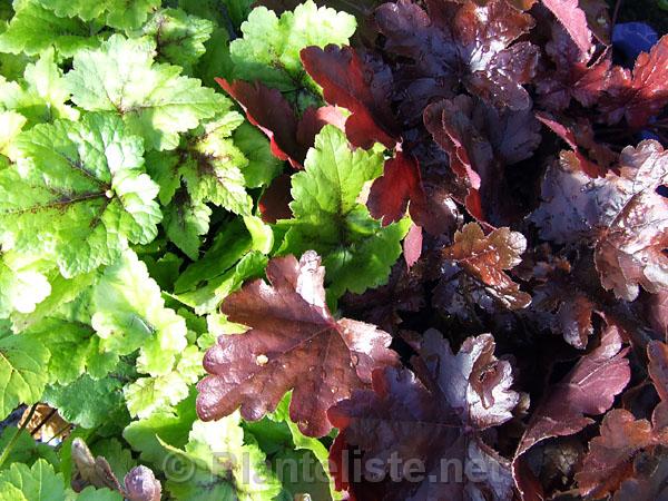 xHeucherella 'Burnished Bronze' - Click for next image