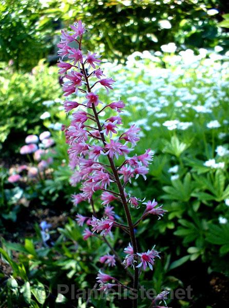 xHeucherella 'Dayglow Pink' - Click for next image